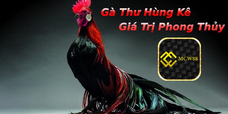 Giống gà mang giá trị phong thủy cao